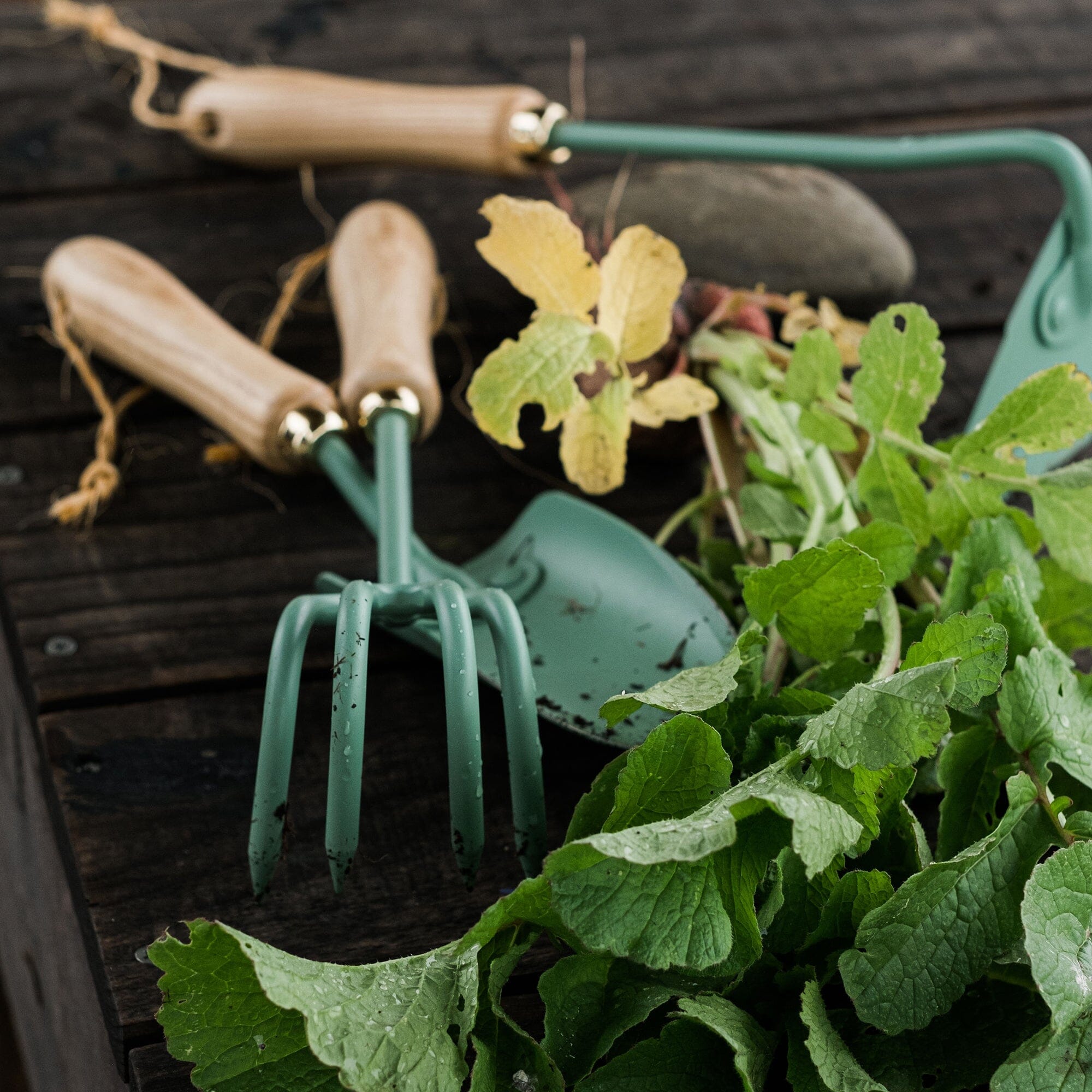 cultivator-10-10-GDN-676_Cultivator_AshMint_PDP_05 Cultivator