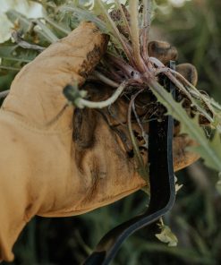 Dandelion Weeding Fork